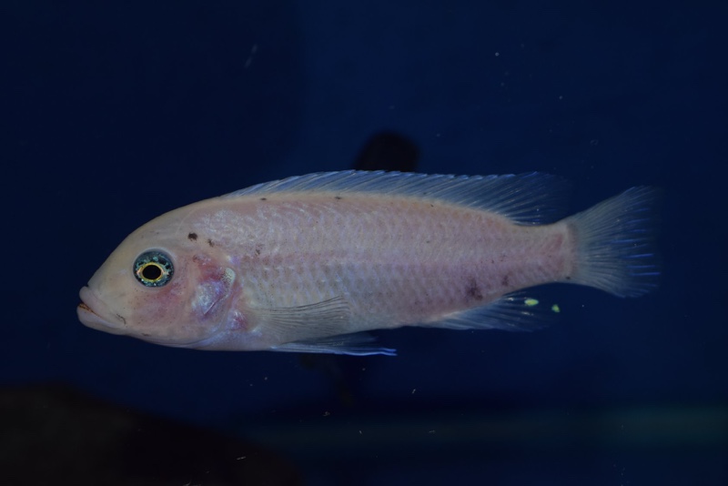 Maylandia callainos 'Chidunga Rocks'